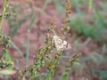 Close up shot of beautiful butterfly on Green grass. Royalty Free Stock Photo