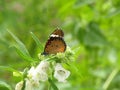 Close up shot of beautiful butterfly on plant. Royalty Free Stock Photo