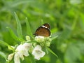 Close up shot of beautiful butterfly on plant. Royalty Free Stock Photo