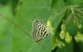 Close up shot of beautiful butterfly on plant. Royalty Free Stock Photo