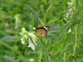 Close up shot of beautiful butterfly white flowers. Royalty Free Stock Photo