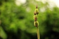 Close up shot of a beautiful Canna Indica flower bud. Royalty Free Stock Photo