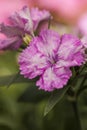 Close-up shot of a beautiful Carnation flowers in the garden on a sunny day with blurred background Royalty Free Stock Photo