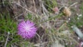 Close up shot of beautiful Cheirolophus crassifolius, the Maltese centaury plant with blooming fur ball shaped purple flower.