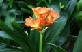 Close up shot of beautiful Clivia flowers.