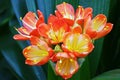 Close up shot of beautiful Clivia flowers.