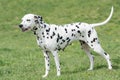 Close-up shot of beautiful Dalmatian dog