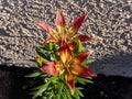 Close up shot of beautiful daylilies blossom in a front yard