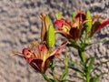 Close up shot of beautiful daylilies blossom in a front yard