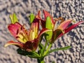 Close up shot of beautiful daylilies blossom in a front yard