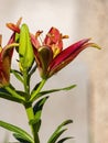 Close up shot of beautiful daylilies blossom in a front yard