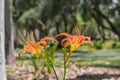 Close up shot of beautiful daylilies