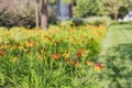 Close up shot of beautiful daylilies