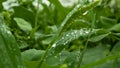 Close up shot of beautiful dew covered grass leaves on a bright summer morning Royalty Free Stock Photo