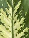 shot of beautiful Dieffenbachia seguine leaf background