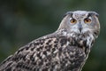 Close-up shot of a beautiful eagle-owl with large orange eyes