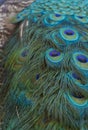 Closeup fineness and beauty of Indian peafowl feathers