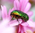 Close up of a flower chafer Royalty Free Stock Photo