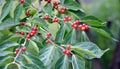 Close up shot of the beautiful fruits of lonicera maackii. Royalty Free Stock Photo