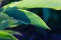 Close up shot of beautiful leaves freshly growing in a sunny day with blurry background