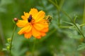 Shot of a beautiful Longhorn Bee perched atop a vibrant Cosmos wildflower, with a blurred background