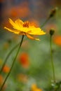 Shot of a beautiful Longhorn Bee perched atop a vibrant Cosmos wildflower, with a blurred background