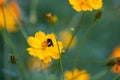 Shot of a beautiful Longhorn Bee perched atop a vibrant Cosmos wildflower, with a blurred background