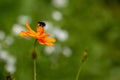 Shot of a beautiful Longhorn Bee perched atop a vibrant Cosmos wildflower, with a blurred background