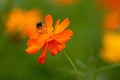 Shot of a beautiful Longhorn Bee perched atop a vibrant Cosmos wildflower, with a blurred background