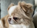 Close-up shot of a beautiful lovely cute Japanese Chin dog on a sofa looking aler