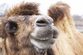 Close up shot of beautiful middle eastern camel Royalty Free Stock Photo