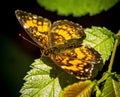 Close-up shot of a beautiful Monarch Butterfly on a leaf in the garden Royalty Free Stock Photo