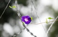 Close up shot of beautiful morning glories..