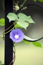 Close up shot of beautiful morning glories..