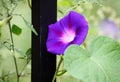 Close up shot of beautiful morning glories..