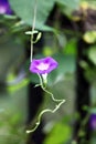 Close up shot of beautiful morning glories..