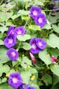 Close up shot of beautiful morning glories..