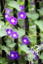 Close up shot of beautiful morning glories..