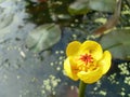 Close up shot of the beautiful Nuphar polysepala blossom Royalty Free Stock Photo