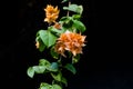 A close up shot of beautiful orange bougainvillea flowers. Royalty Free Stock Photo