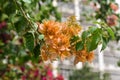 Beautiful orange bougainvillea flowers and green leaves. Royalty Free Stock Photo