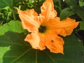 Close up shot of a beautiful orange flower in the sun. Selective focus Royalty Free Stock Photo