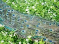 Close up shot of a beautiful peacock fan Royalty Free Stock Photo