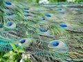 Close up shot of a beautiful peacock fan Royalty Free Stock Photo