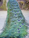 Close up shot of a beautiful peacock fan Royalty Free Stock Photo