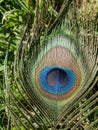 Close up shot of a beautiful peacock fan Royalty Free Stock Photo