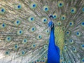 Close up shot of a beautiful peacock showing his fan Royalty Free Stock Photo