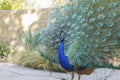 Close up shot of a beautiful peacock showing his fan Royalty Free Stock Photo