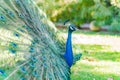 Close up shot of a beautiful peacock showing his fan Royalty Free Stock Photo