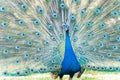 Close up shot of a beautiful peacock showing his fan Royalty Free Stock Photo